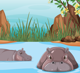 hippos olm