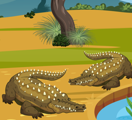 crocodiles olm