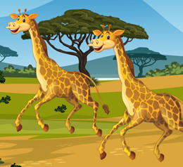 giraffes olm