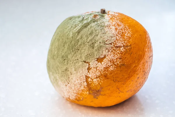 nấm mốc quả cam