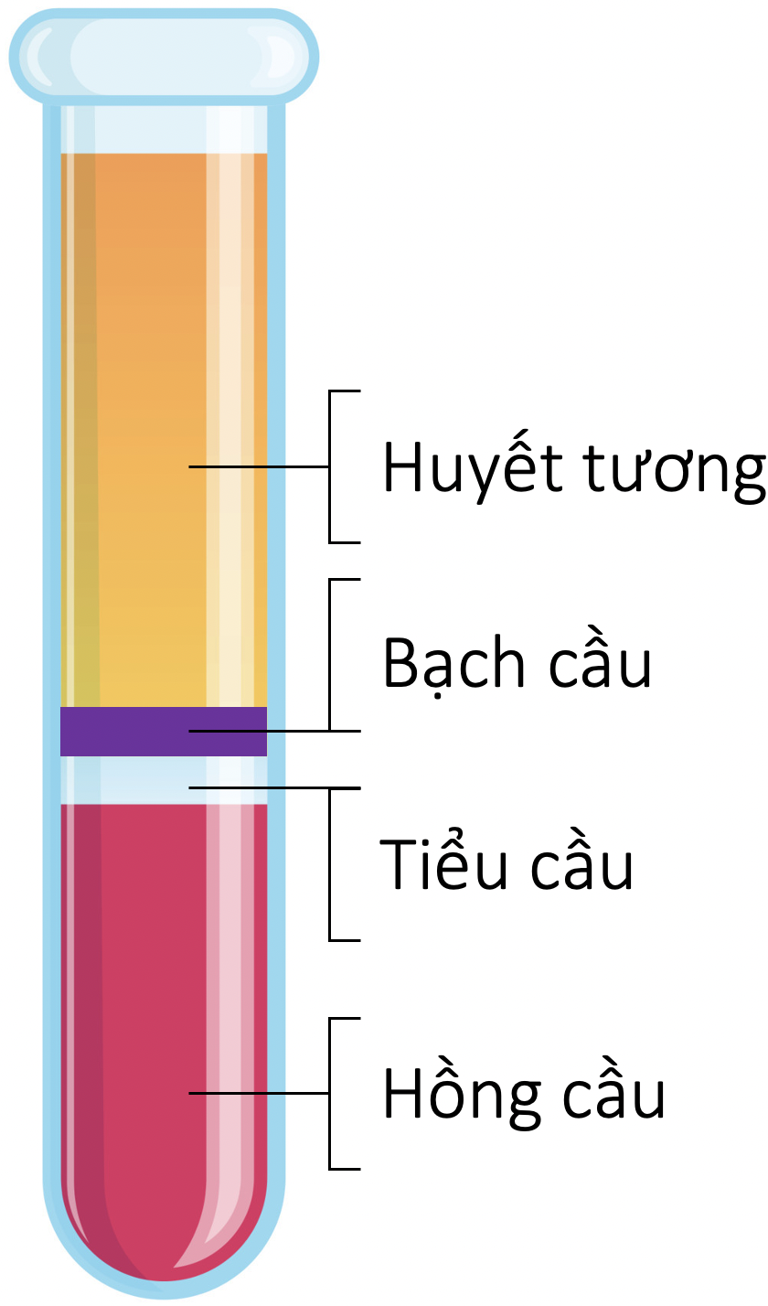 Máu và hệ tuần hoàn của cơ thể người - Olm