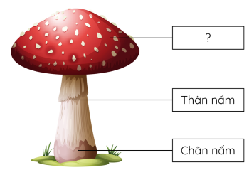 cấu tạo nấm mũ olm