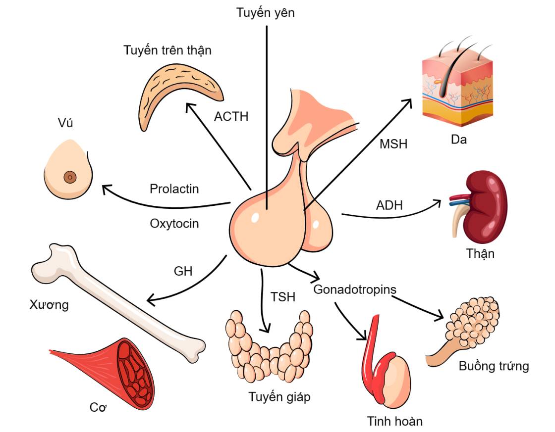 Các hormone của tuyến yên và cơ quan chịu tác dụng của chúng