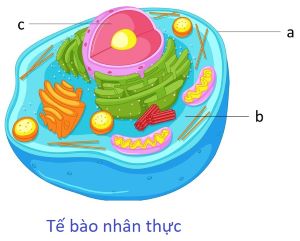 tế bào nhân thực olm