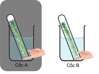 Thí nghiệm chứng minh quang hợp giải phóng khí oxygen olm
