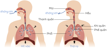 Sơ đồ khái quát đường đi của khí qua các cơ quan của hệ hô hấp ở người olm