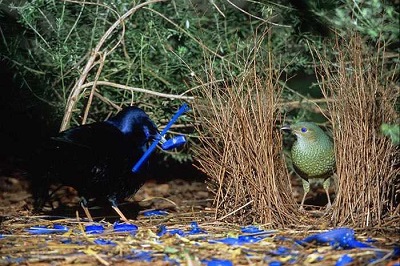 Chim Bowerbird đực nhặt rác trang trí tổ thu hút con cái olm