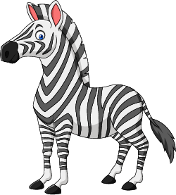 zebra olm