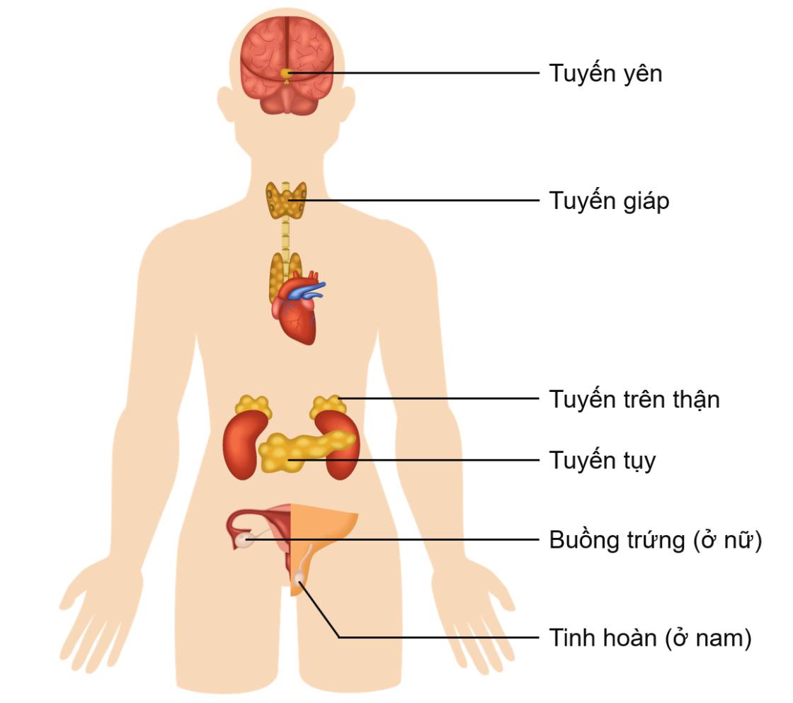 Một số tuyến nội tiết trong cơ thể người