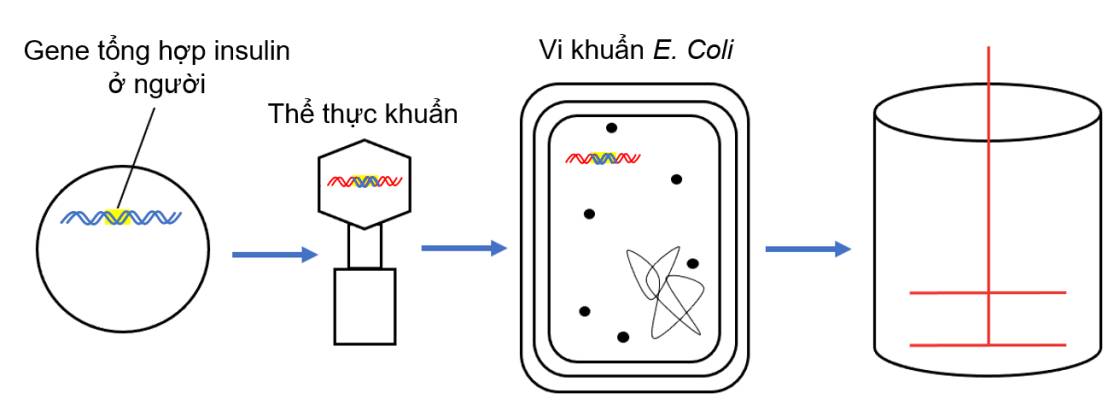 Quy trình sản xuất insulin