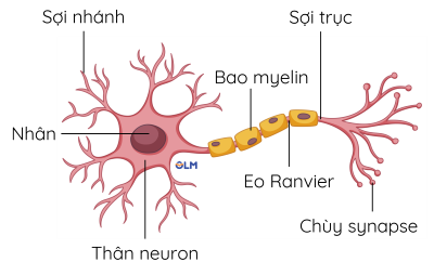 Cấu tạo của neuron có bao myelin olm
