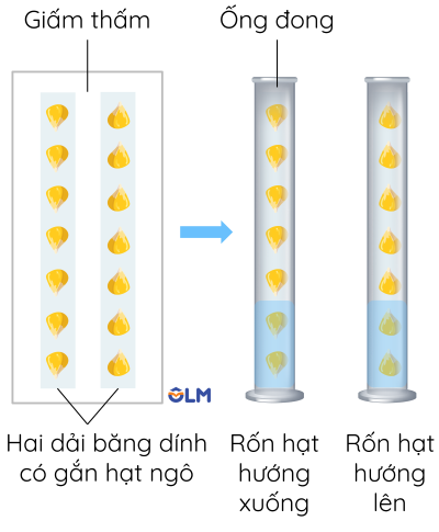 Cách bố trí thí nghiệm chứng minh tính hướng nước và hướng trọng lực olm