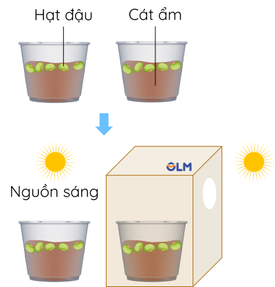 Cách bố trí thí nghiệm chứng minh tính hướng sáng olm