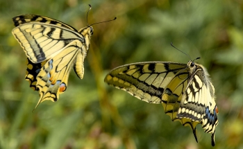 Sử dụng pheromone tách chiết từ con bướm cái để tạo bẫy dẫn dụ các con bướm đực của loài sâu hại olm