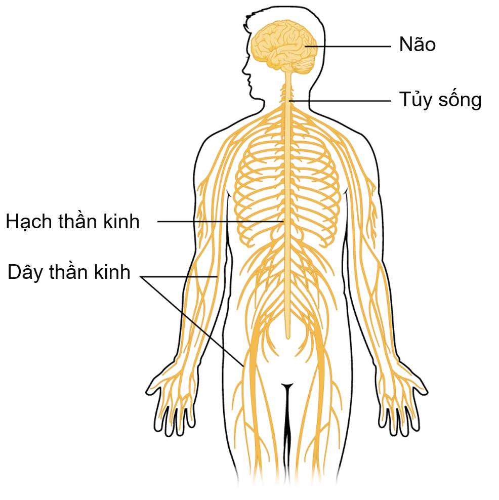 Cấu tạo hệ thần kinh ở người