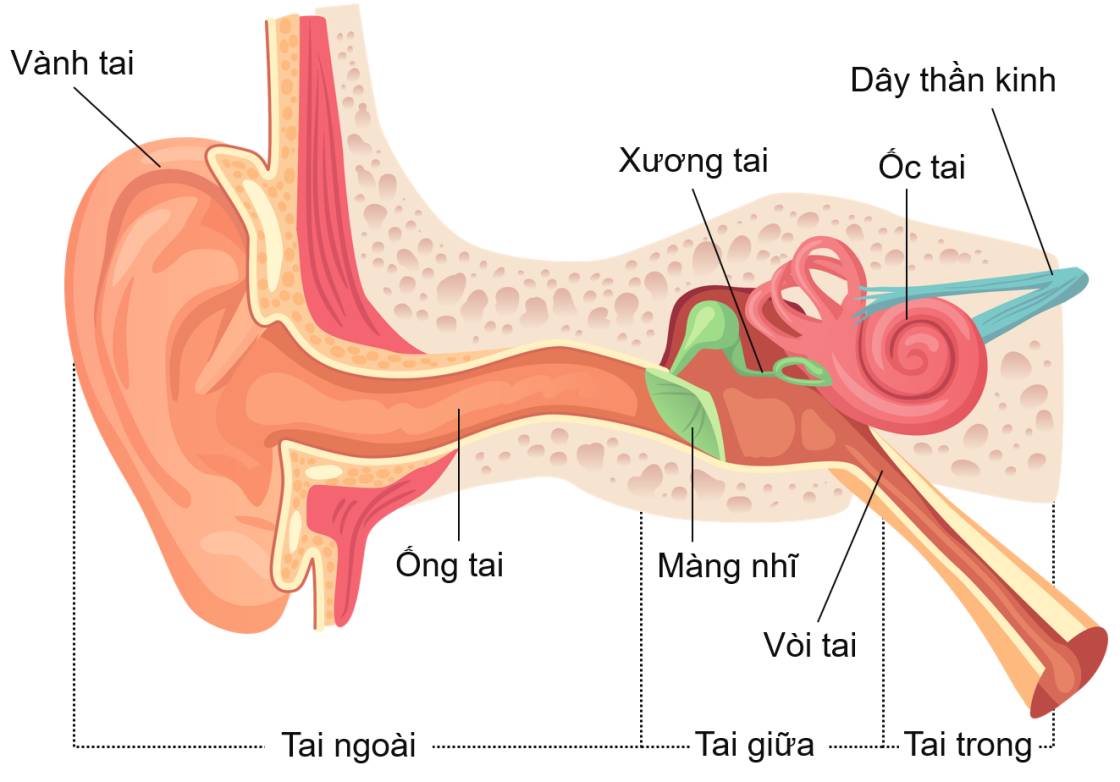 Cấu tạo của tai