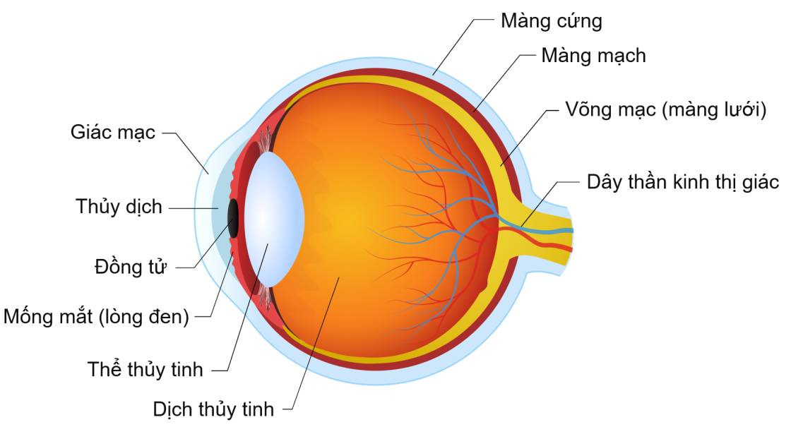 Cấu tạo của cầu mắt