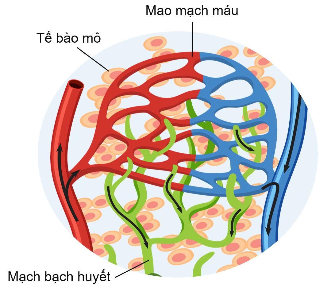 Môi trường trong cơ thể