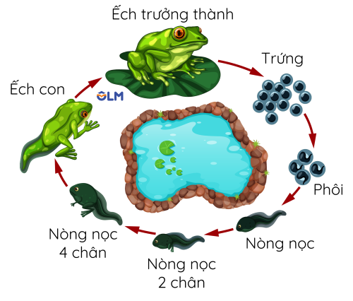 vòng đời của ếch olm