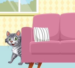 cat behind sofa olm