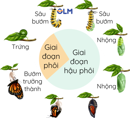 Vòng đời của bướm ngày olm