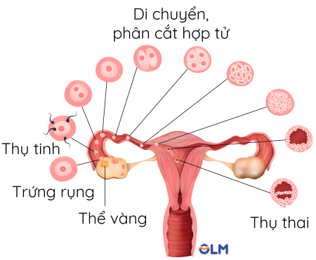 Giai đoạn phôi olm