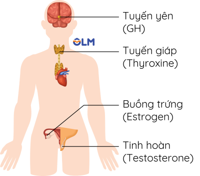 Các hormone điều hòa quá trình sinh trưởng và phát triển ở người olm