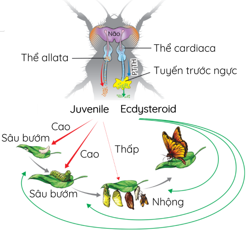 hormone ở côn trùng olm