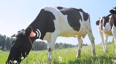 Gắn chip điện tử để quản lí bò sữa olm