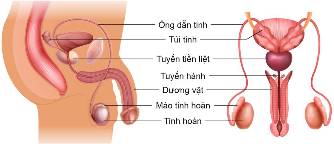 Cơ quan sinh dục nam