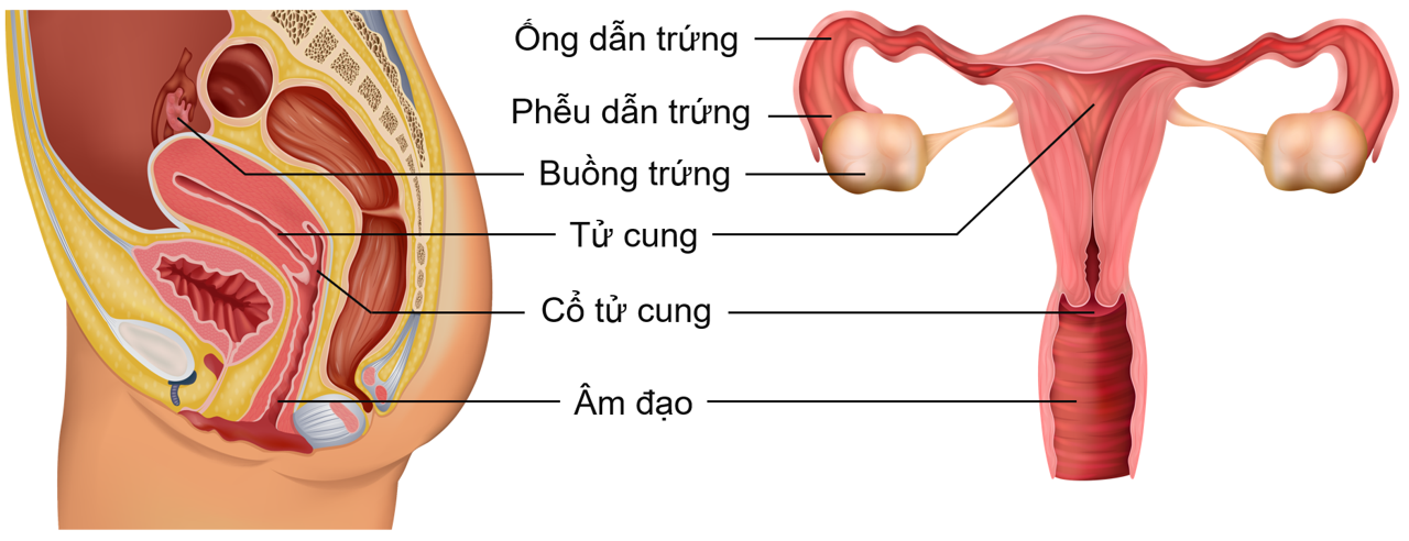 Cơ quan sinh dục nữ