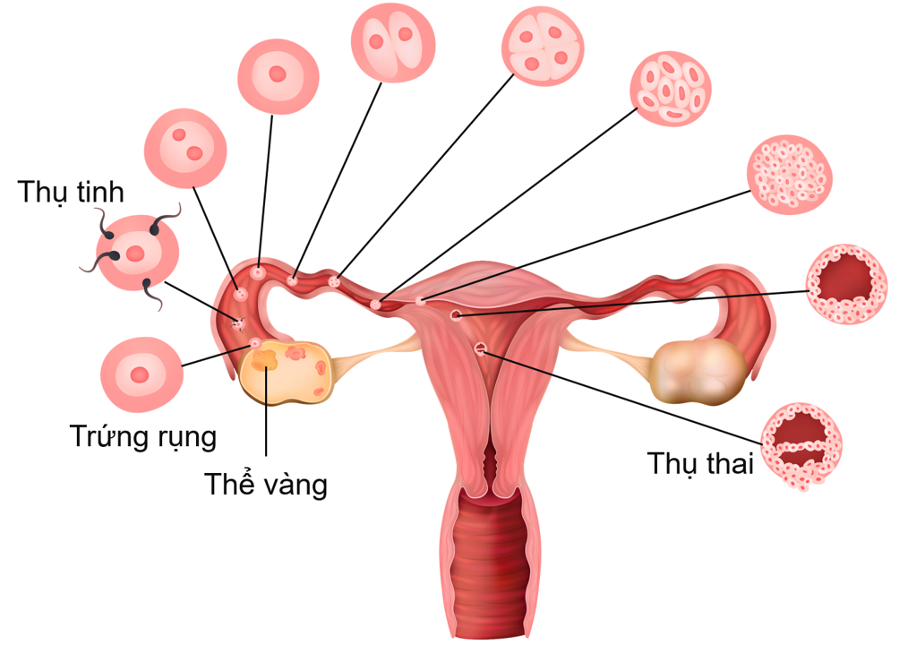 Thụ tinh và thụ thai