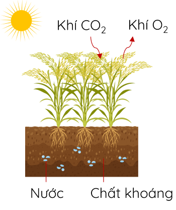 thức ăn của cây lúa olm