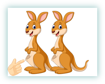 kangaroos olm