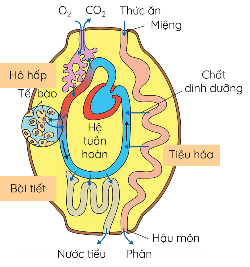 Mối quan hệ giữa các quá trình sinh lí trong cơ thể động vật olm