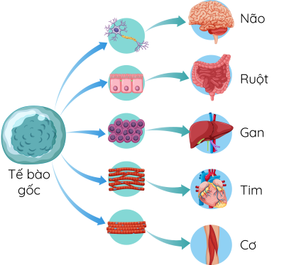 tế bào gốc olm
