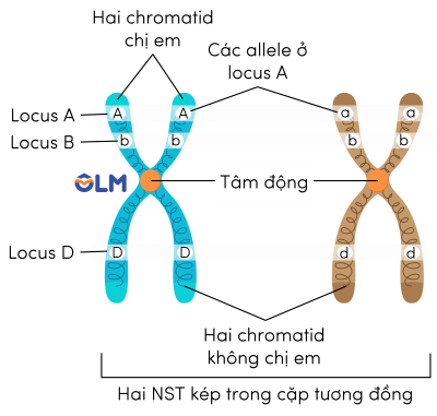 Vị trí của các gene trên cặp NST kép tương đồng olm