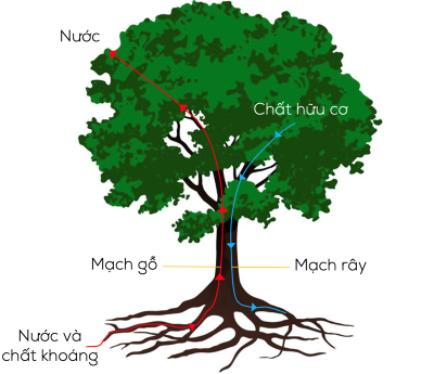 Sự vận chuyển các chất trong cây olm
