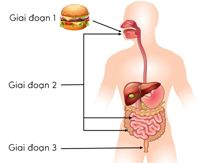 Con đường thu nhận và tiêu hoá thức ăn trong ống tiêu hoá ở người olm
