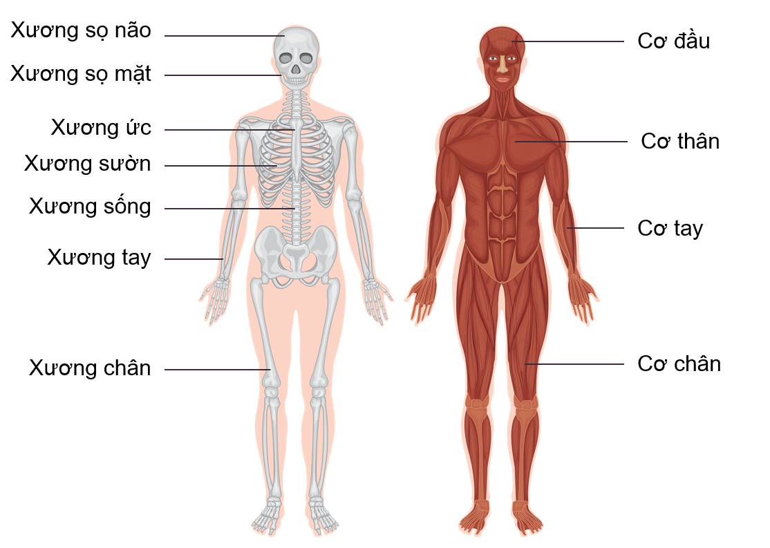 Một số xương và cơ của hệ vận động
