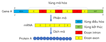 cấu trúc gene olm