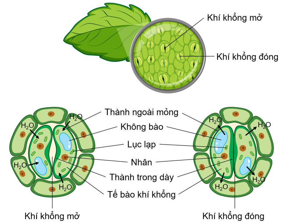 Khí khổng mở khi tế bào trương nước và đóng khi tế bào mất nước