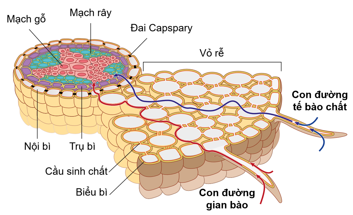 Hai con đường vận chuyển của nước và chất khoáng từ lông hút vào mạch gỗ của rễ