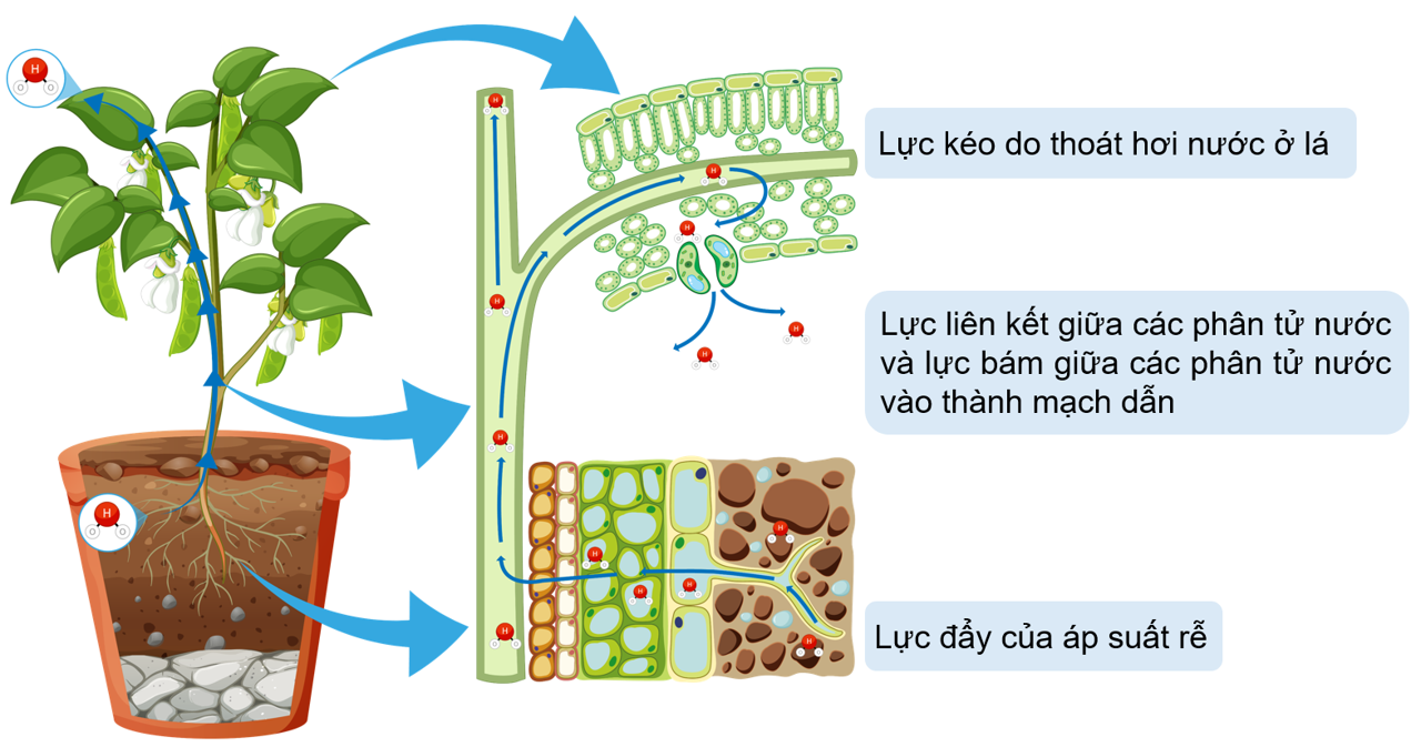 Động lực của dòng mạch gỗ