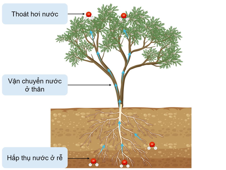 Sơ đồ khái quát quá trình trao đổi nước trong cây