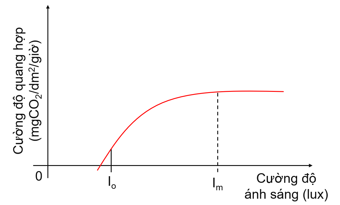 Mối quan hệ giữa cường độ ánh sáng và cường độ quang hợp