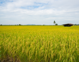 paddy field olm