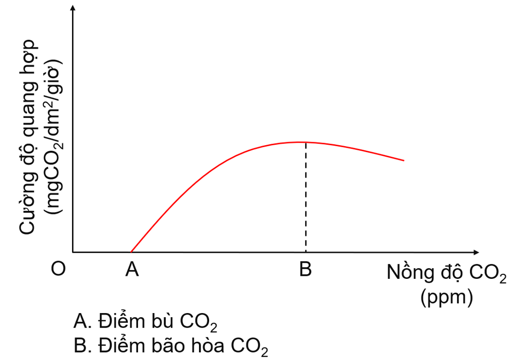 Mối quan hệ giữa nồng độ CO2 và cường độ quang hợp