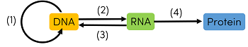 mối quan hệ DNA đến protein olm