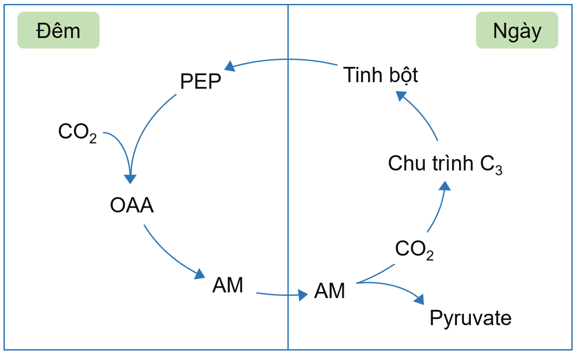 Sơ đồ quá trình cố định CO2 ở thực vật CAM